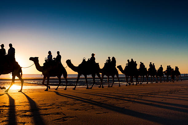 camelos na praia cable, broome, austrália - cable imagens e fotografias de stock