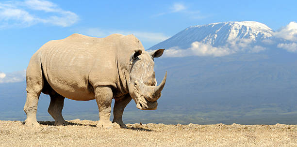 nosorożce - nosorożec biały zdjęcia i obrazy z banku zdjęć