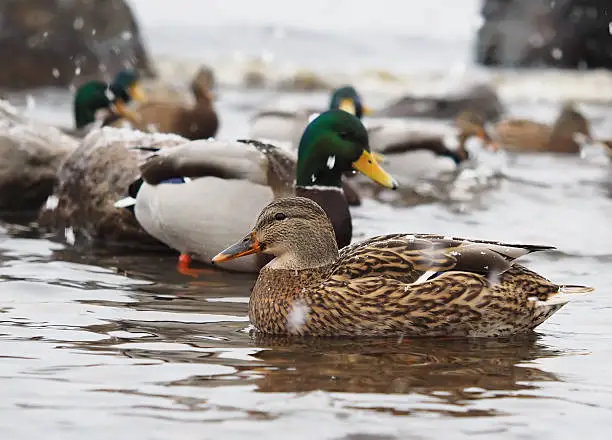 ducks on the lake in the snow