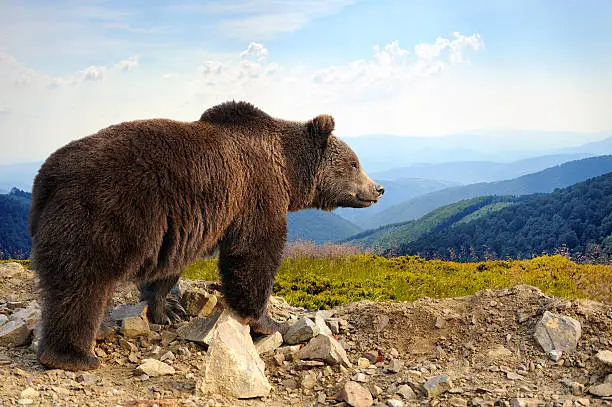 Photo of Brown bear