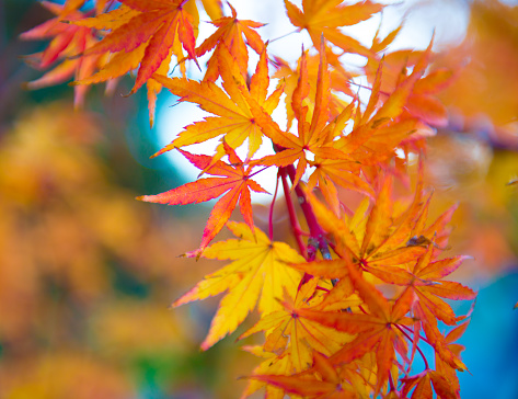 Yellow-red foliage on the branches of the japanese maple.