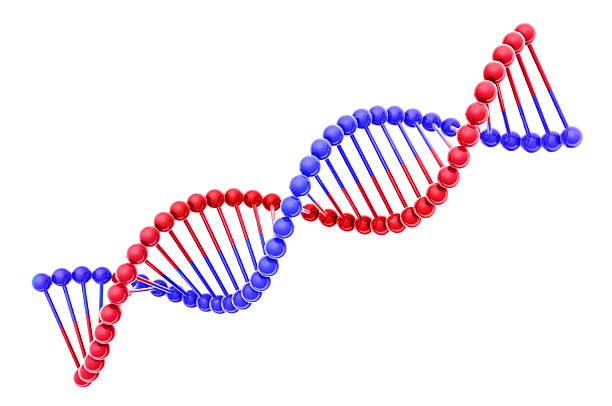 ヘリックスの 3 d モデルの dna - high scale magnification magnification cell scientific micrograph ストックフォトと画像