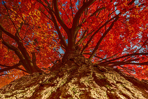 istock Up Into the Flaming Red Canopy of Maple Tree 494442682