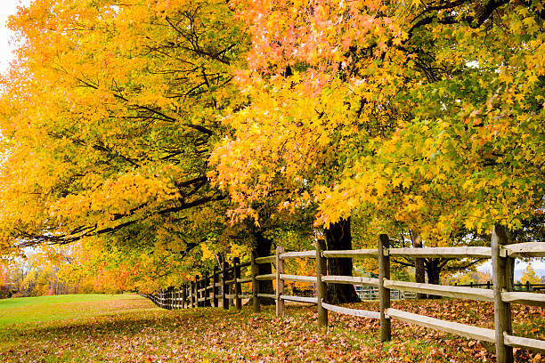 istock XXXL: Autumn trees along a fence. 494444572