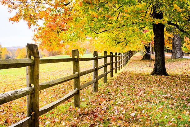 istock XXXL: Autumn trees along a fence. 494444746