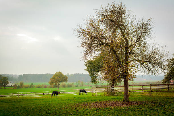 istock Autumn at Munderfing in Austria 494445198