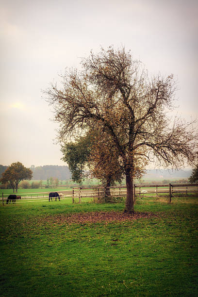 istock Autumn at Munderfing in Austria 494445276