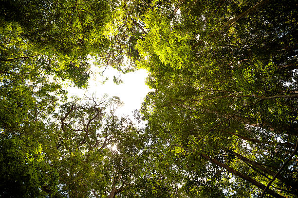 istock Sunlight goes through green leaves of tropic forest 494445696