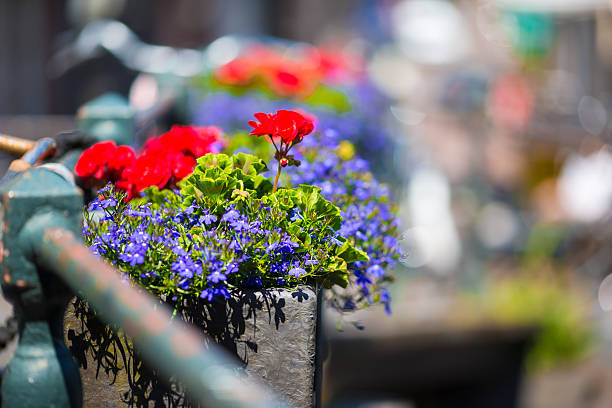 istock Bikes on the bridge with flowers in Amsterdam, Netherlands 494445870