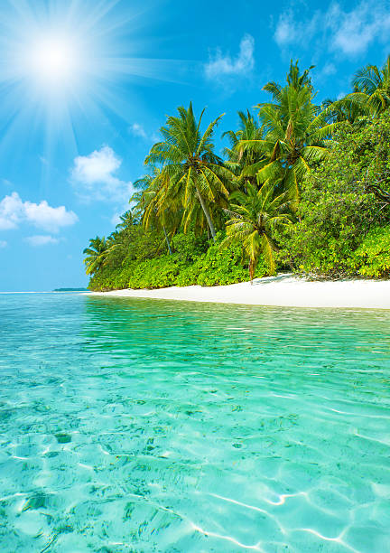 istock Tropical island sand beach with palm trees and blue sky 494446130