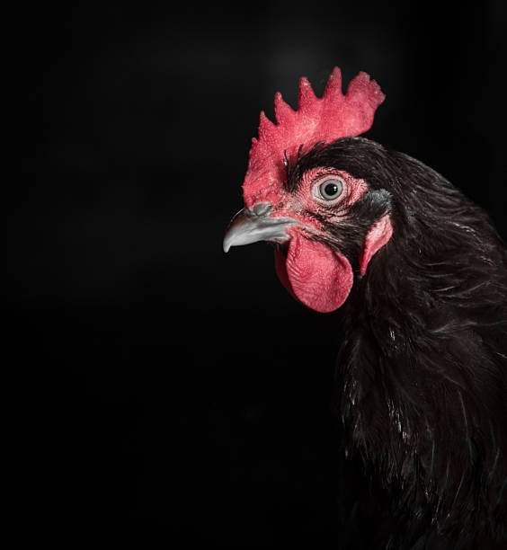 Low Key Head shot profile of Rhode Island Red Chicken