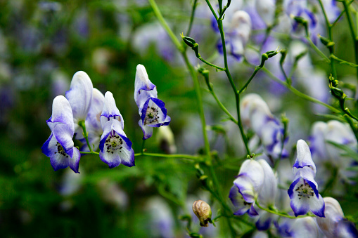 Purple and white monkshood flower is beautiful, but this perennial is toxic if eaten.  Other names for lovely, poisonous monkshood are aconite, wolf's bane, tiger's bane, dog's bane, devil's helmet, Queen of all Poisons, or blue rocket. Location is Anchorage's Alaska Botanic Garden.