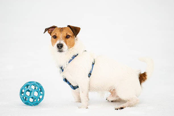 istock Winter portrait of fluffy dog 494448166