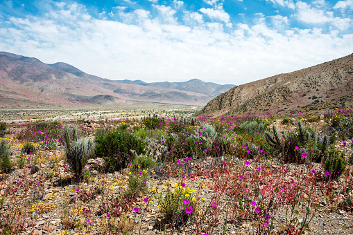 Flowering desert (Spanish: desierto florido) in the Chilean Atacama. The event is related to the El Nino phenomenon