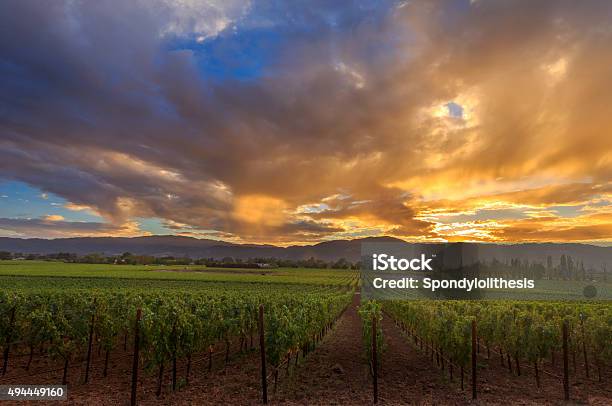Napa Valley California Wine Country Vineyard Field Harvest For Winery Stock Photo - Download Image Now