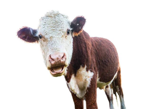 Surprised cow stock photo