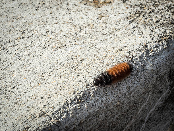 istock Fuzzy, Black and Orange Caterpillar on Concrete Surface 494449914