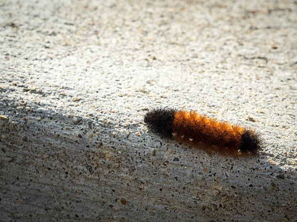 istock Fuzzy Caterpillar Crawling at the Edge of Rough Concrete 494449926