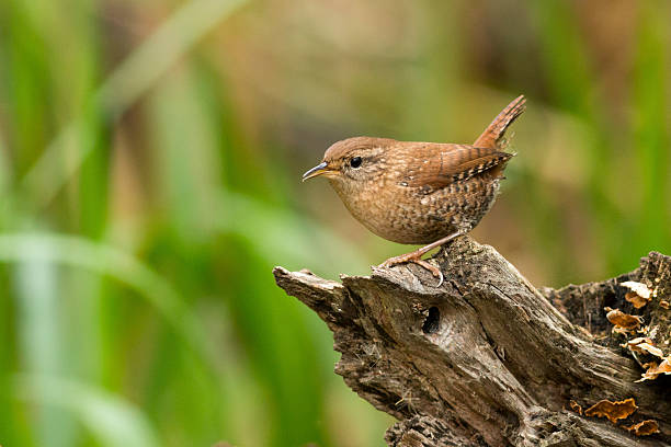 istock Winter wren bird poses on a wooden log 494450084