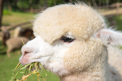 close up alpaca eating grass