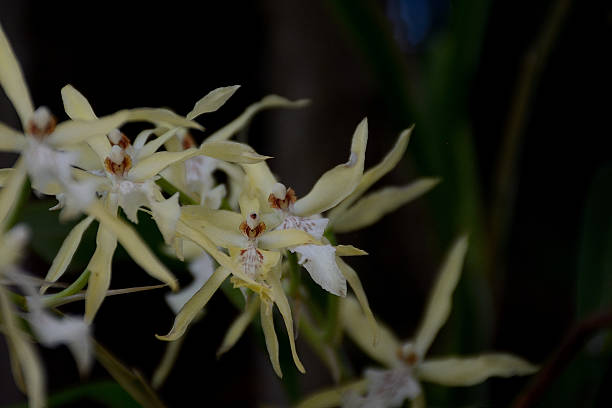 istock wild orchid in a rainy morning 11 494463466