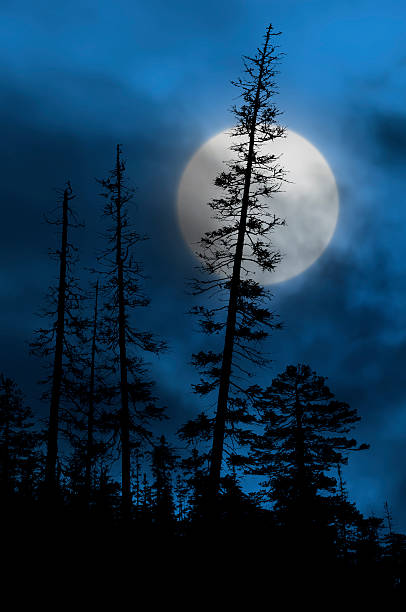 istock spooky forest with silhouettes of trees 494464252