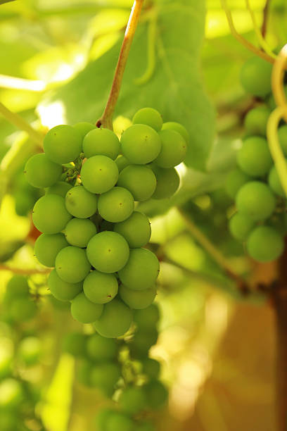 Young green grapes stock photo