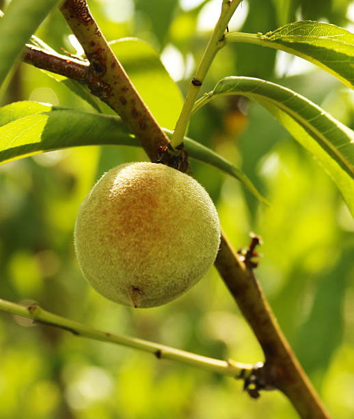 Young unripe peach stock photo