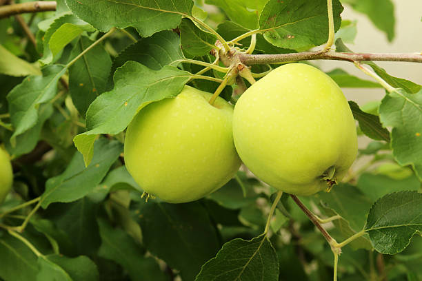 Young green apples stock photo