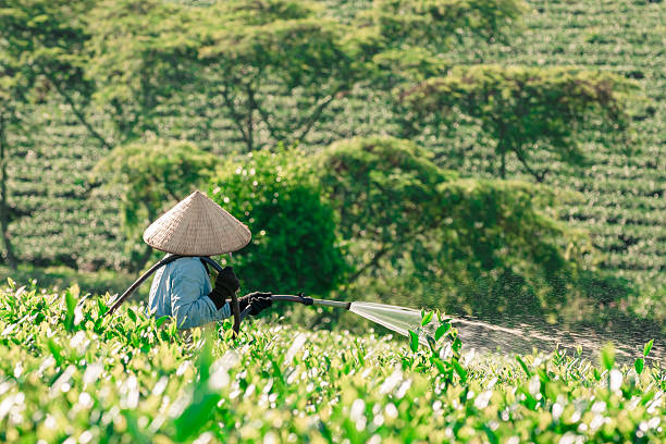istock People watering the tea trees on the hill 494465198