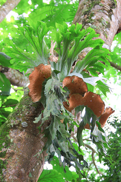 Fern on tree Fern on tree sponger stock pictures, royalty-free photos & images