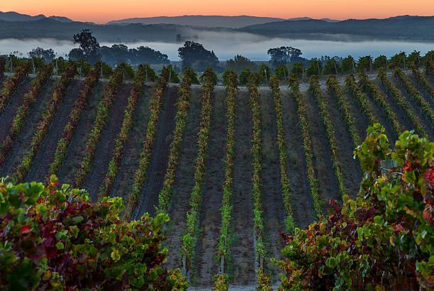 istock Vineyard at Sunrise, Napa 494466874