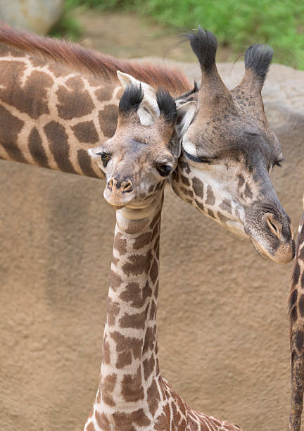 istock Mother Giraffe and her baby 494467114