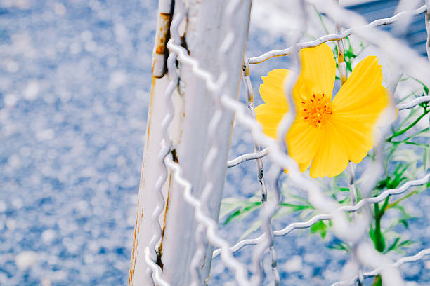 Yellow flower in metal cage - film tone