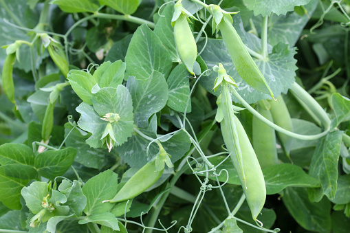 Closeup of homegrown sweet Green Peas in the garden