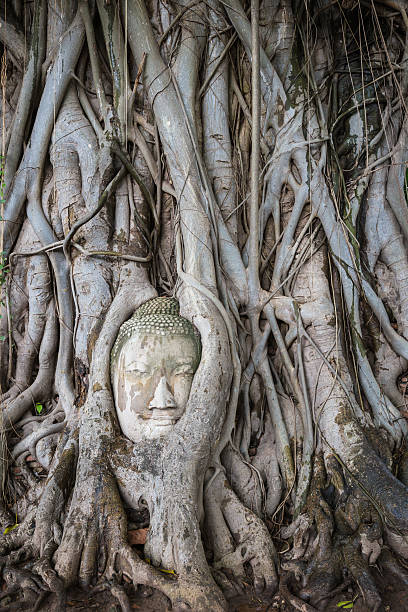 istock Head of Buddha statue in the tree roots 494468476