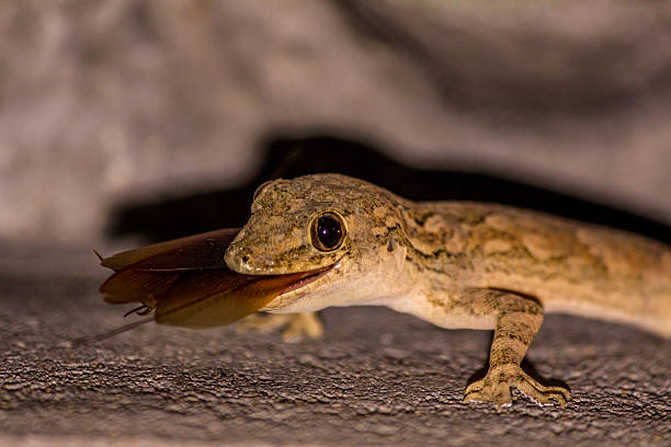 istock Lizard hunted the cockroach or insect 494468704