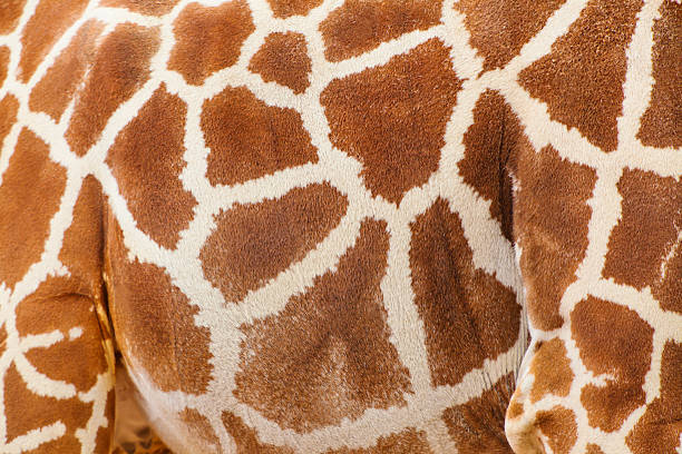 istock textured skin of giraffe 494469396