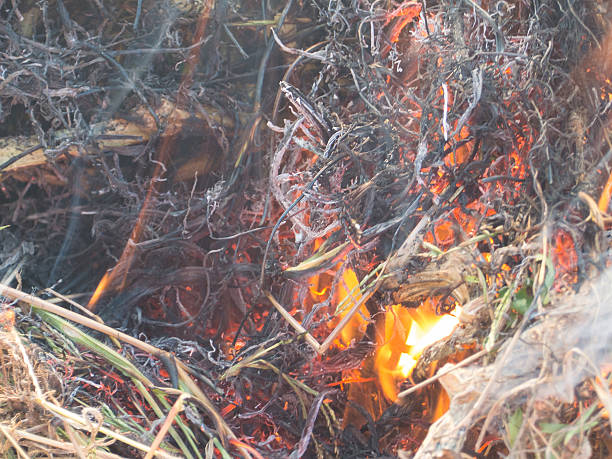 istock Fire, fire, smoke in the autumn forest 494469416
