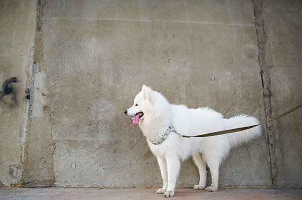 istock Dog - the Siberian Samoyed 494470144