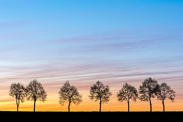 Row of trees at sunrise stock photo