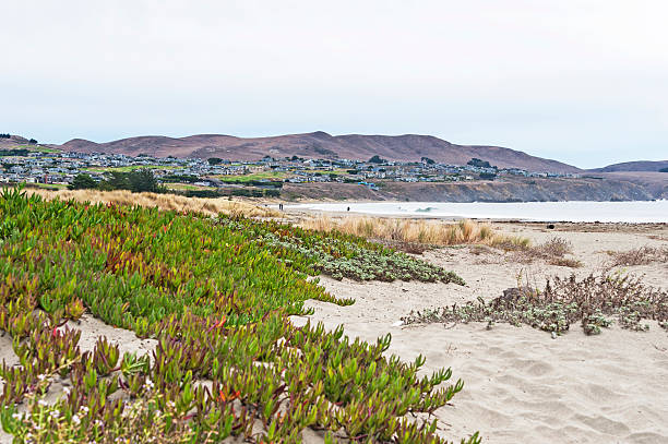 This relaxing view of Doran Beach in Northern California near Bodega Bay has ice plants, beach and homes in the background with insignificant people in the background enjoying the beach.