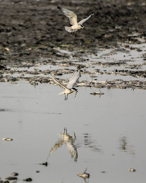 istock one bird carrying a fish & another trying to save the bird 494470966