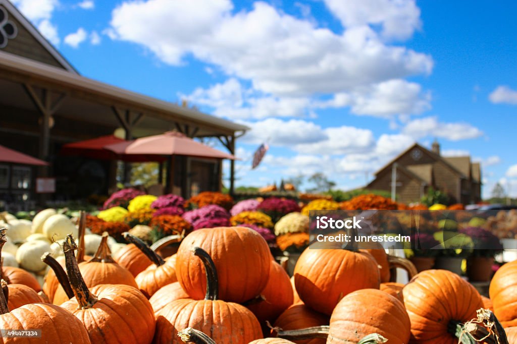 Pumpkins and Mums at Market A pile of small orange pumkins rest in a woodedn box in from of a large display of colorful mums. The American Flag waves in the background with the blue sky being it. Pumpkin Patch Stock Photo