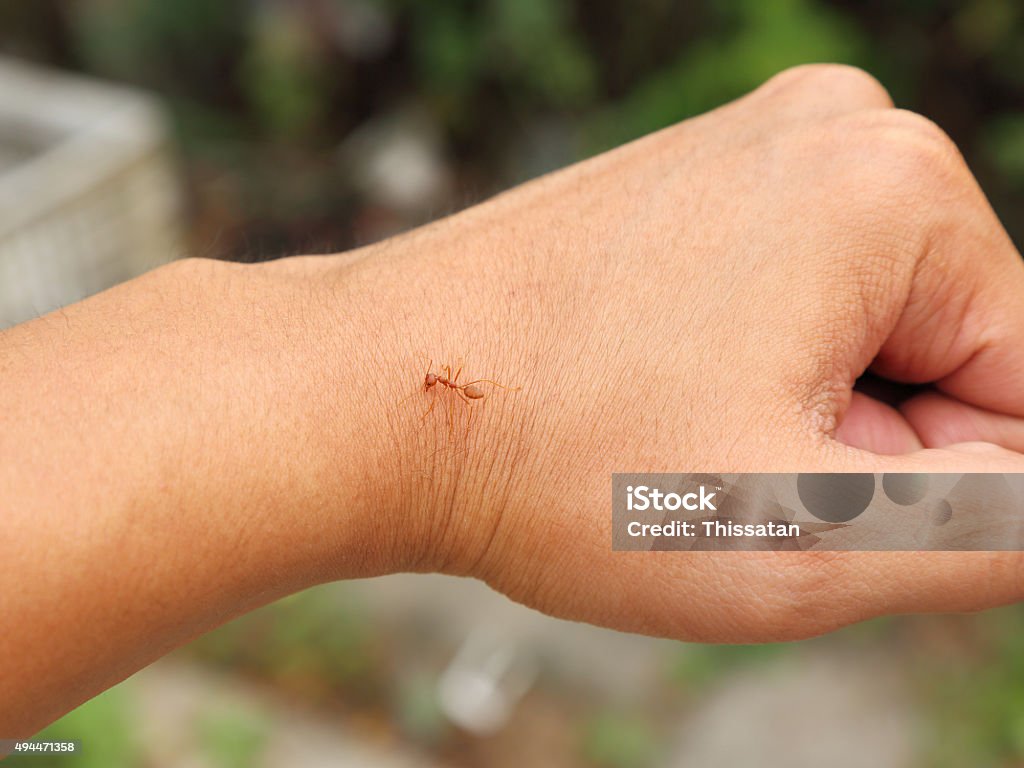 Ant biting skin on human hand 2015 Stock Photo