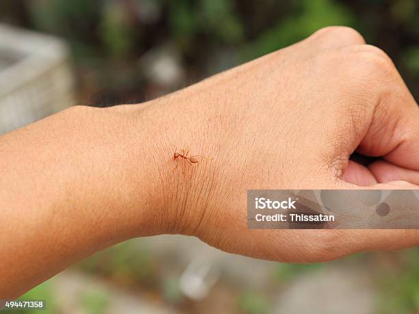 Ant Biting Skin On Human Hand Stock Photo - Download Image Now - 2015, Adult, Ant