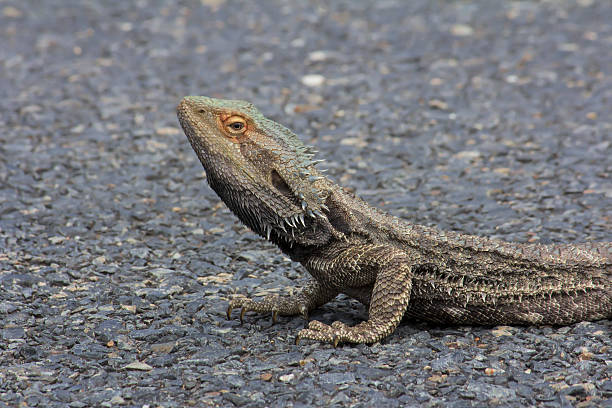 istock Australian Water Dragon Crossing The Road 494472850