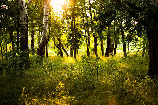 istock Warm summer in the east european forest 494473822