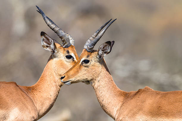 istock Buck Eye To Eye 494473930