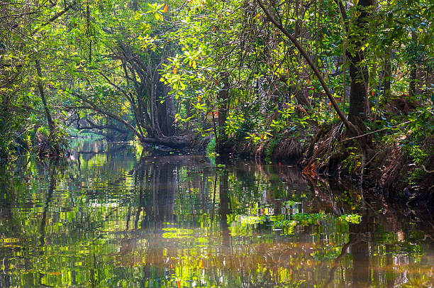 istock Kerala Backwaters meandering jungle river 494474306